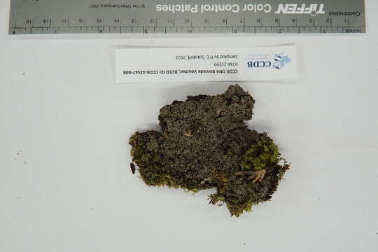 Image of brown shingle lichens