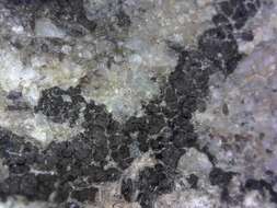 Image of wart lichen