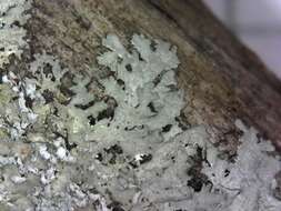 Image of shield lichen