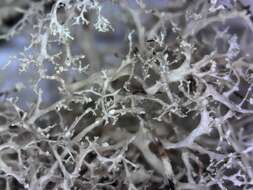 Image of cartilage lichen