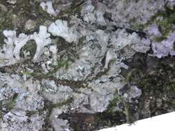 Image of shield lichen