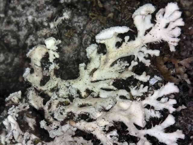 Image of shield lichen