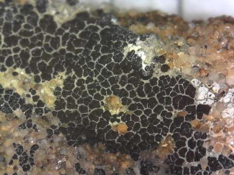 Image of cracked lichen