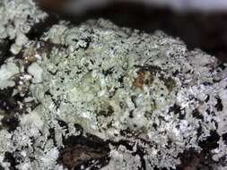 Image of shield lichen