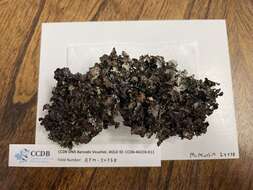 Image of asahinea lichen