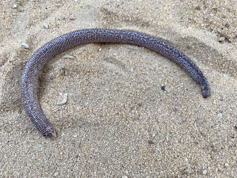 Image of shorthead worm lizards