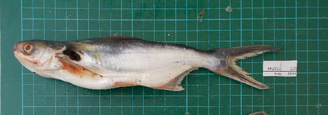 Image of Pangasius