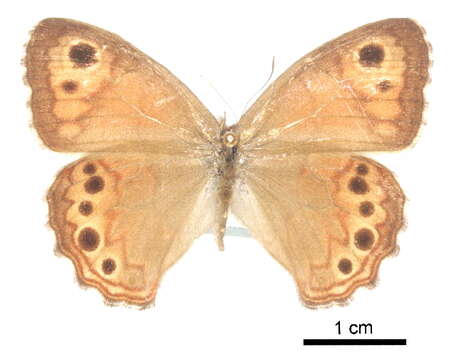 Euptychiina的圖片