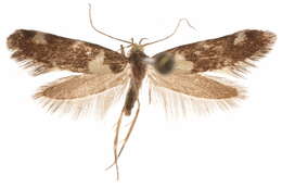 Image of Cacochroa