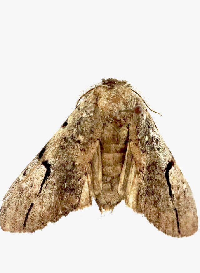 Image of Lophocosma