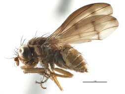 Image of Homoneurinae