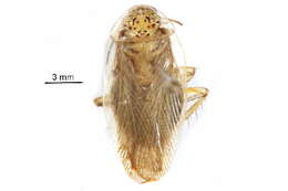 Image of Pseudophyllodromiidae