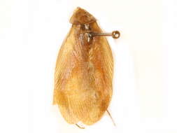 Image of Blattellidae