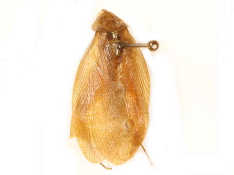 Image of Blattellidae