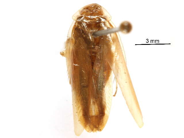 Image of Pseudophyllodromiidae