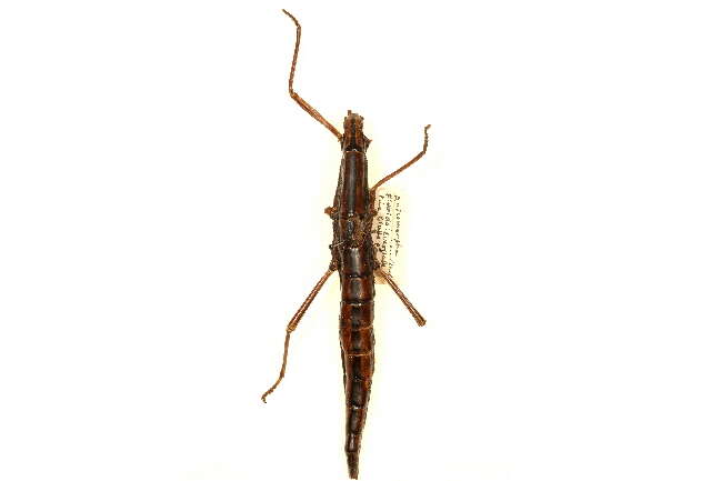 Image of Anisomorpha