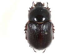 Image of Rhinoceros Beetles