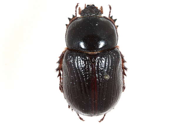 Image of Rhinoceros Beetles