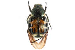 Image of Trichiotinus