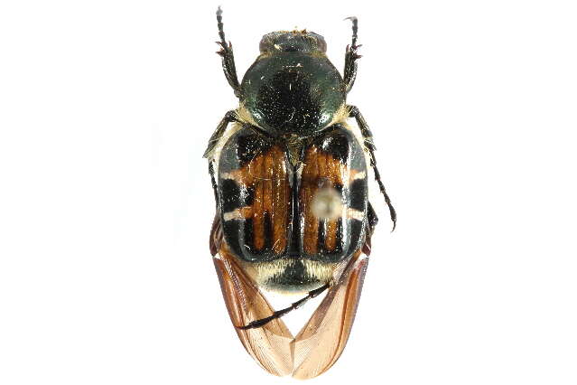 Image of Trichiotinus