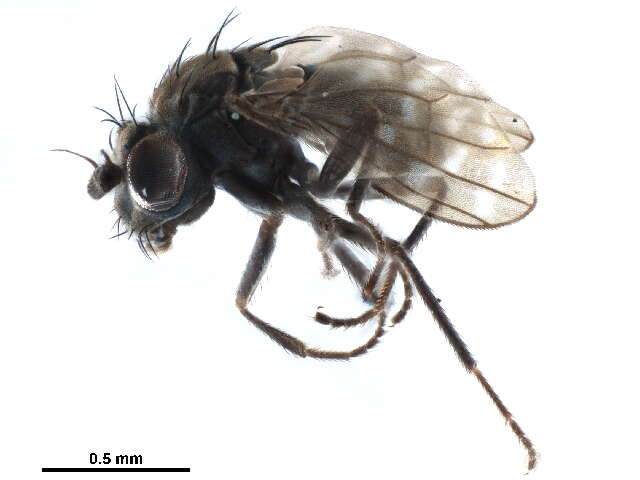 Image of Scatophila