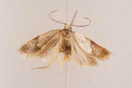 Image of Oditinae Lvovsky 1996