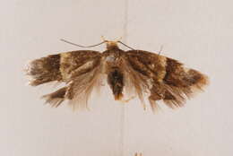 Image of Oditinae Lvovsky 1996