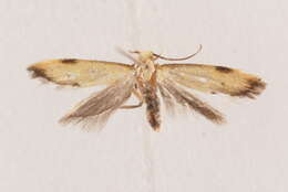 Image of Oditinae Lvovsky 1996