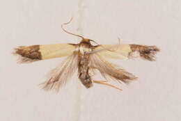 Image of Oditinae Lvovsky 1996