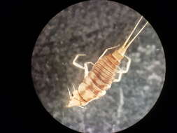 Image of Necterosoma