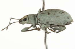 Image of Myllocerus