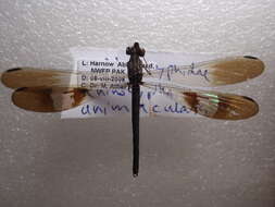 Image of jewel damselfly