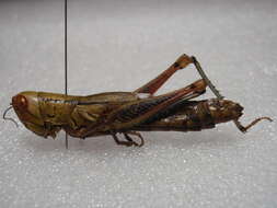 Image of Hemiacridinae