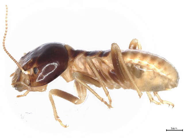 Image of harvester termites