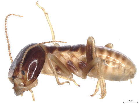 Image of harvester termites