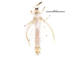 Image of Mycterothrips