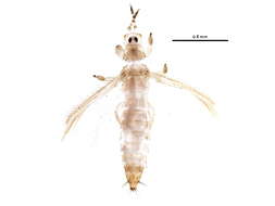 Image of Mycterothrips