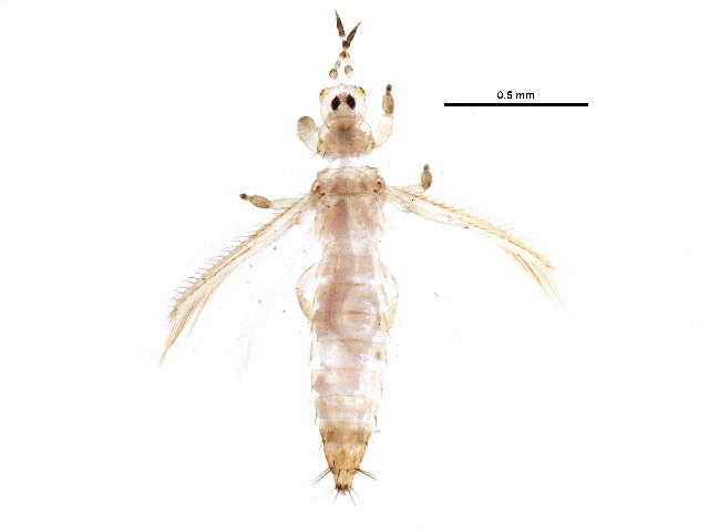 Image of Mycterothrips