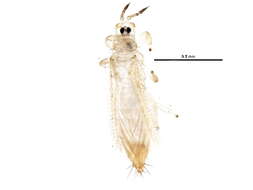 Image of Mycterothrips