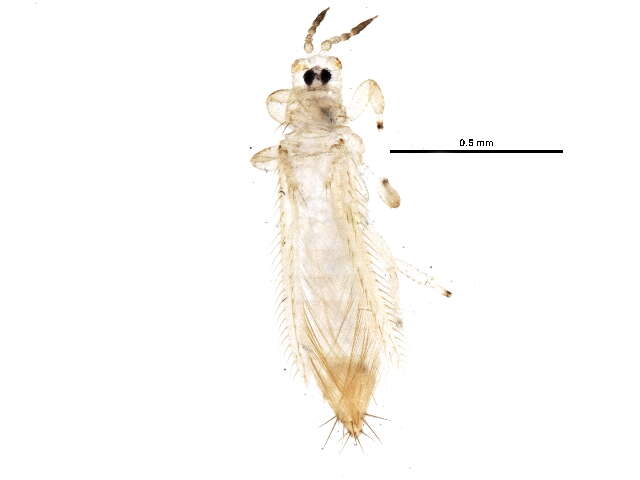 Image of Mycterothrips