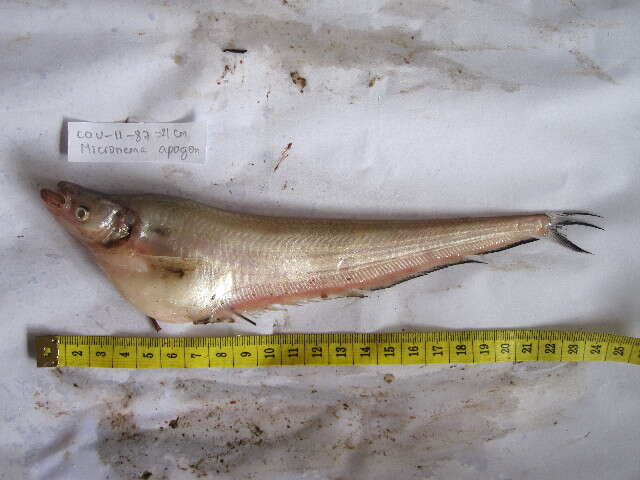 Image of sheatfishes