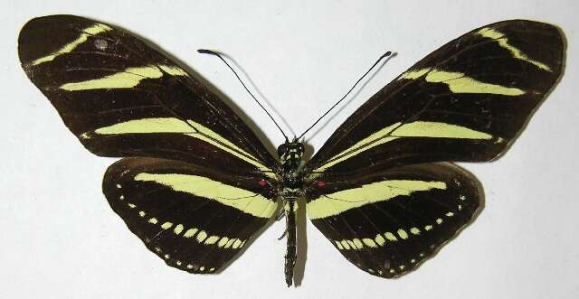 Image of Heliconius