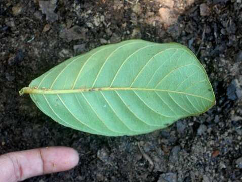 Image of guava