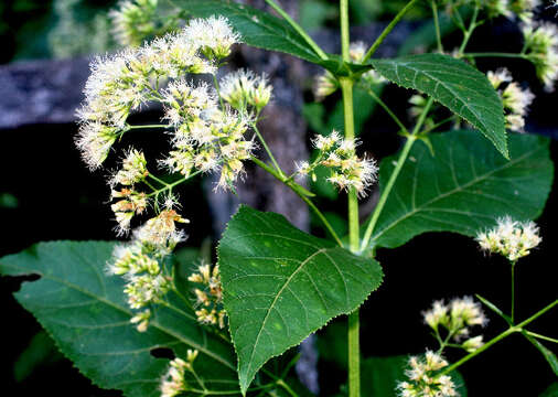 Image of thoroughwort