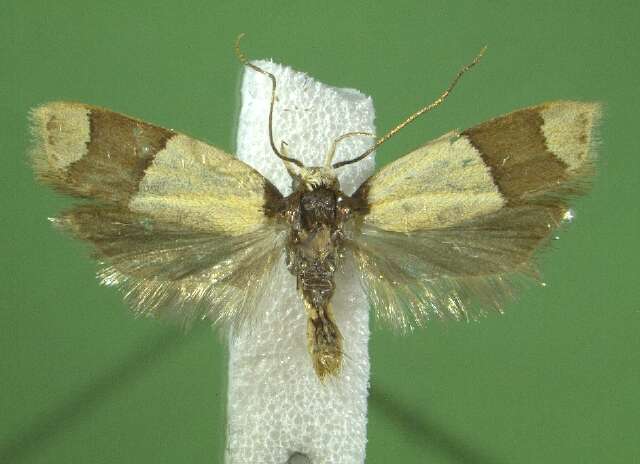 Image of Oditinae Lvovsky 1996