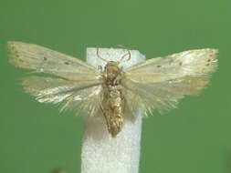 Image of Oditinae Lvovsky 1996