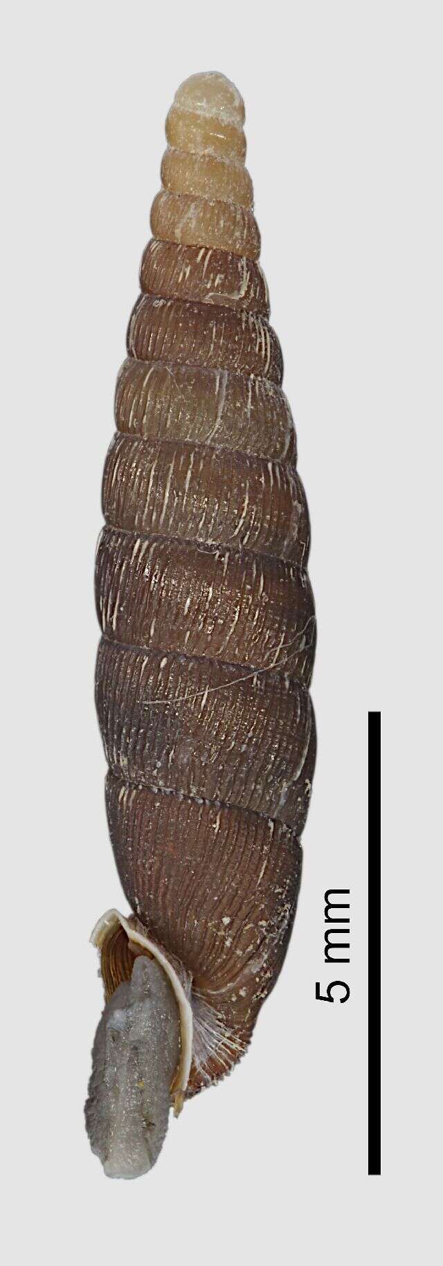 Image of Clausilia Draparnaud 1805