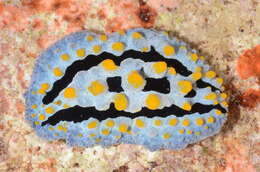 Image of Phyllidia Cuvier 1797