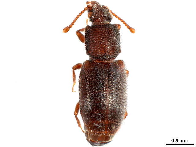 Image of Monotominae