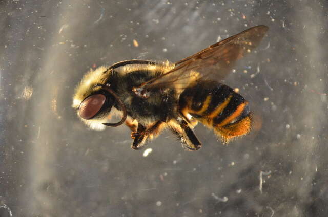 Image of Bee